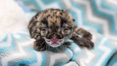 Baby clouded leopard, Nashville Zoo