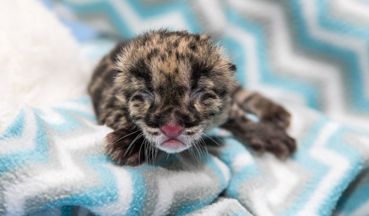 Baby clouded leopard, Nashville Zoo