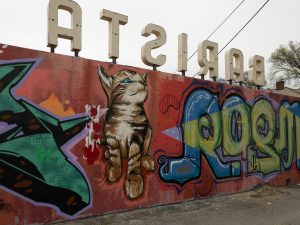 Barista Parlor Cat