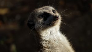 Meerkat at Nashville Zoo