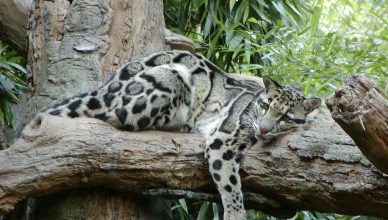 Clouded Leopard at Nashville Zoo